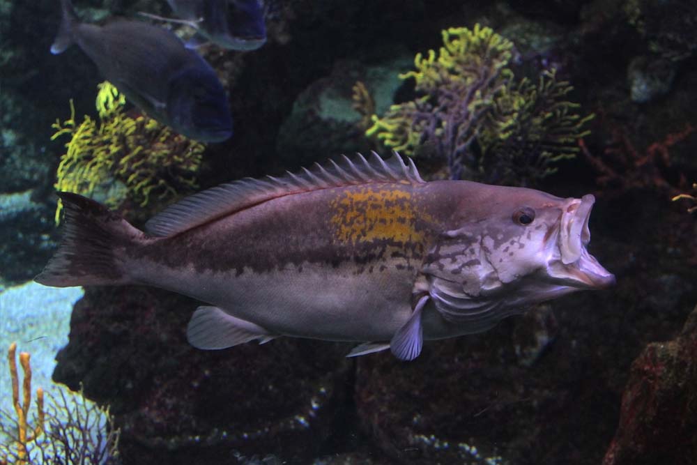 Aquarium Barcelona Ticket - Entdecken Sie die Wunder des Meereslebens im Aquarium Barcelona, einem der größten Aquarien Europas, gelegen im Port Vell. Das Aquarium Barcelona beherbergt über 11.000 Meeresbewohner aus 450 Arten, mit Highlights wie einem beeindruckenden 80 Meter langen Unterwassertunnel. Perfekt für Familien und Meeresliebhaber bietet das Aquarium Barcelona interaktive Ausstellungen und Bildungsprogramme für ein unvergessliches Erlebnis in Barcelona. Aquarium Barcelona Ticket - Bild 3 von 5