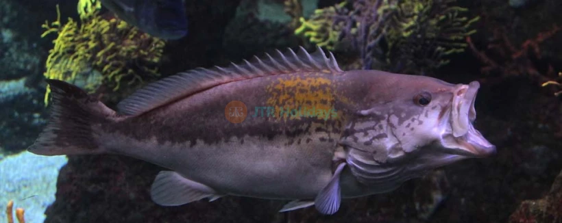 巴塞罗那水族馆门票 - 在巴塞罗那水族馆发现海洋生物的奇观,作为欧洲最大的水族馆之一,位于波尔特韦尔。巴塞罗那水族馆拥有超过11,000种来自450个物种的海洋生物,亮点包括令人惊叹的80米水下隧道。非常适合家庭和海洋爱好者,巴塞罗那水族馆提供互动展览和教育项目,带来难忘的巴塞罗那体验。 巴塞罗那水族馆门票 - 图片 3 的 5