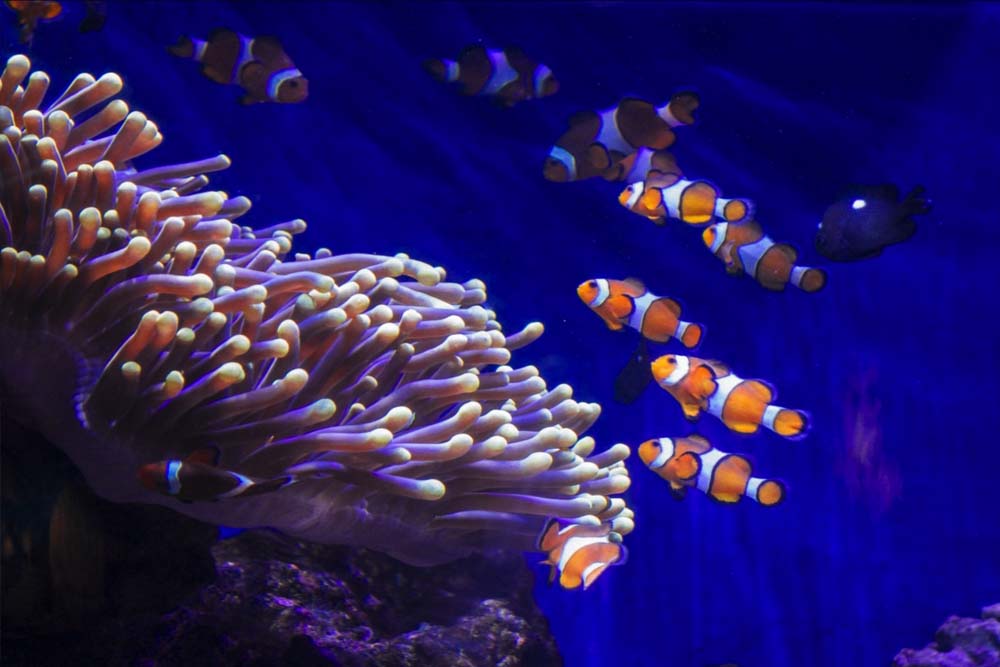 Aquarium Barcelona Ticket - Entdecken Sie die Wunder des Meereslebens im Aquarium Barcelona, einem der größten Aquarien Europas, gelegen im Port Vell. Das Aquarium Barcelona beherbergt über 11.000 Meeresbewohner aus 450 Arten, mit Highlights wie einem beeindruckenden 80 Meter langen Unterwassertunnel. Perfekt für Familien und Meeresliebhaber bietet das Aquarium Barcelona interaktive Ausstellungen und Bildungsprogramme für ein unvergessliches Erlebnis in Barcelona. Aquarium Barcelona Ticket - Bild 4 von 5