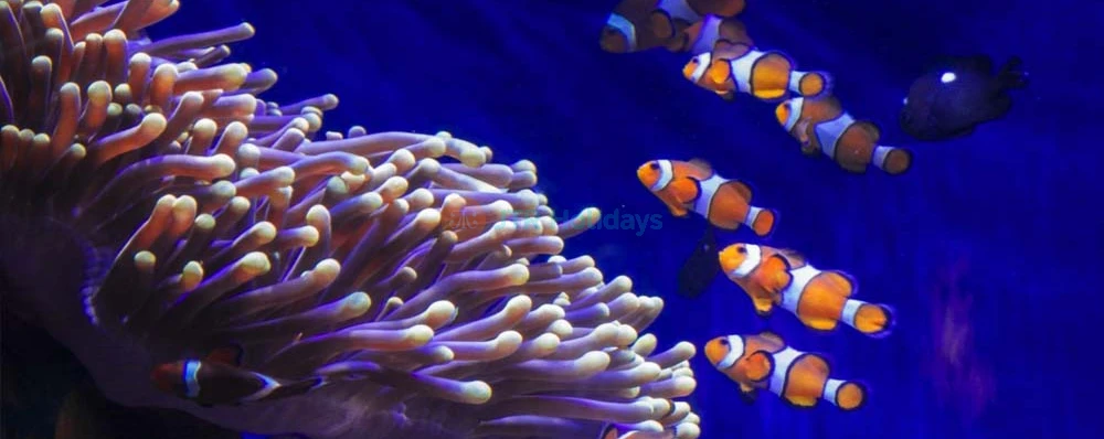 Aquarium Barcelona Ticket Explore Europe’s Largest Underwater World - JTR Holidays - Image 4 of 5