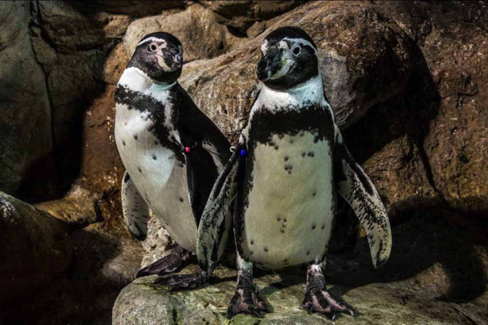 Aquarium Barcelona Ticket - Entdecken Sie die Wunder des Meereslebens im Aquarium Barcelona, einem der größten Aquarien Europas, gelegen im Port Vell. Das Aquarium Barcelona beherbergt über 11.000 Meeresbewohner aus 450 Arten, mit Highlights wie einem beeindruckenden 80 Meter langen Unterwassertunnel. Perfekt für Familien und Meeresliebhaber bietet das Aquarium Barcelona interaktive Ausstellungen und Bildungsprogramme für ein unvergessliches Erlebnis in Barcelona. Aquarium Barcelona Ticket - Bild 5 von 5