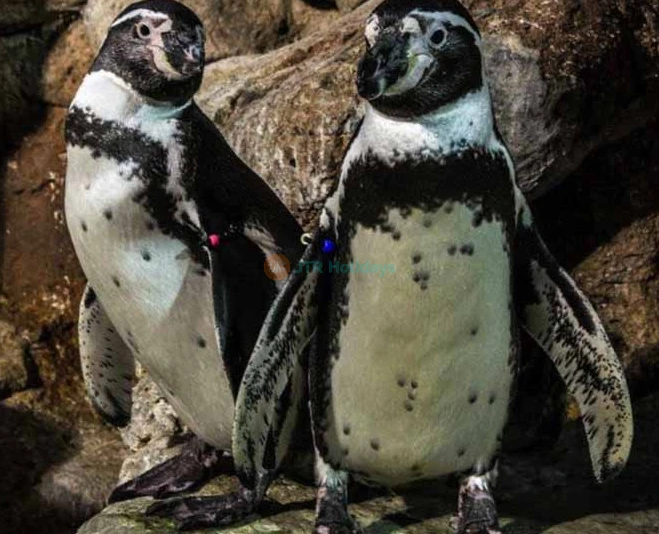 Aquarium Barcelona Ticket Explore Europe’s Largest Underwater World - JTR Holidays - Image 5 of 5