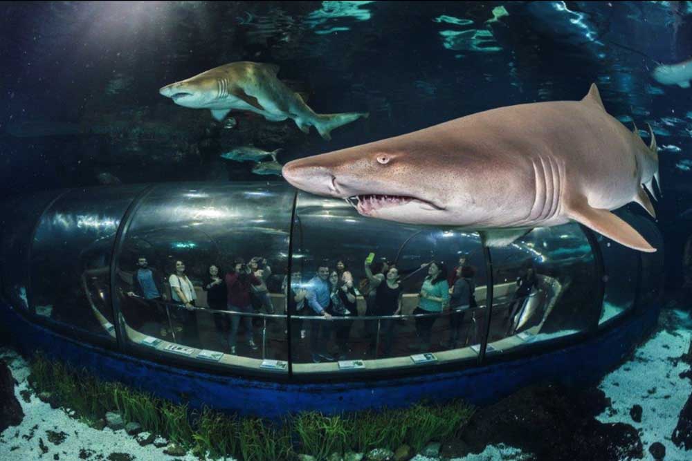 巴塞罗那水族馆门票 - Image 6 of 11