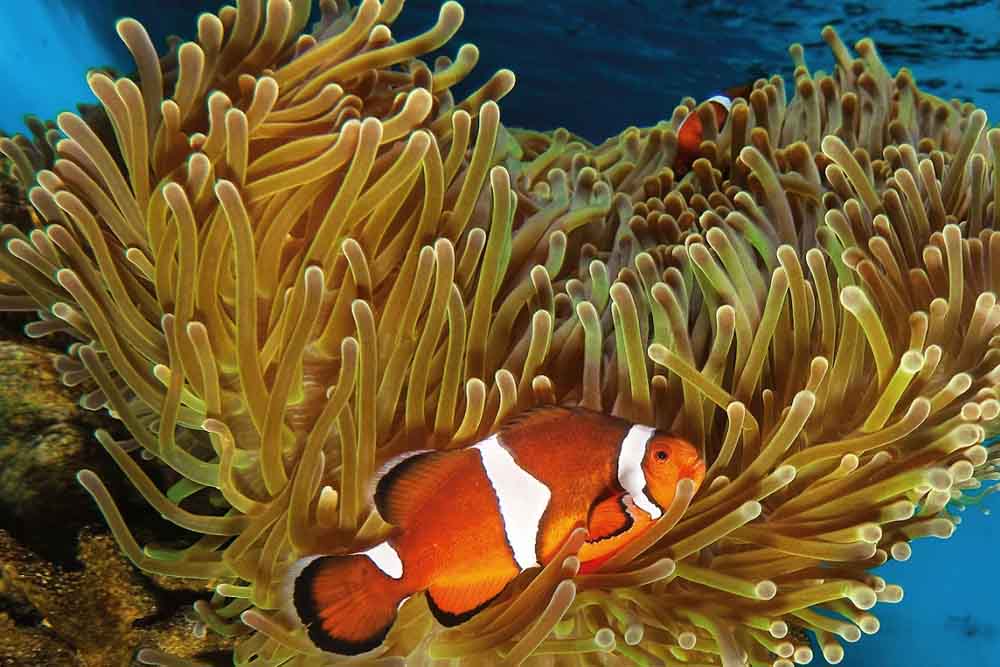 巴塞罗那水族馆门票 - Image 8 of 11