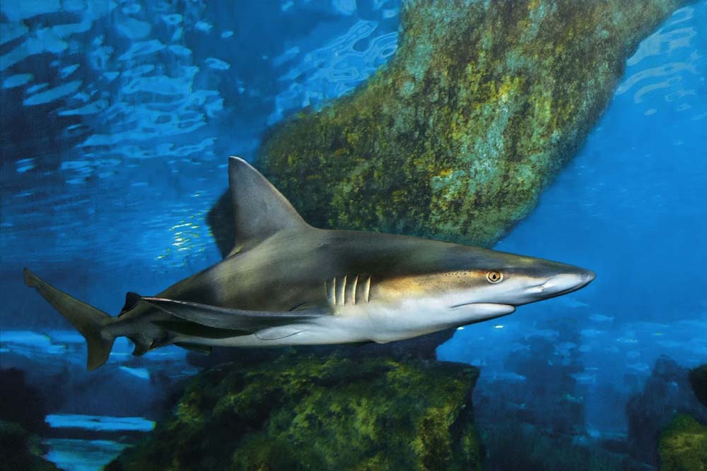 巴塞罗那水族馆门票 - Image 9 of 11