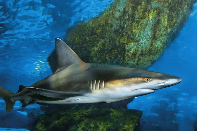 Aquarium Barcelona Ticket Explore Europe’s Largest Underwater World - JTR Holidays - Image 9 of 11