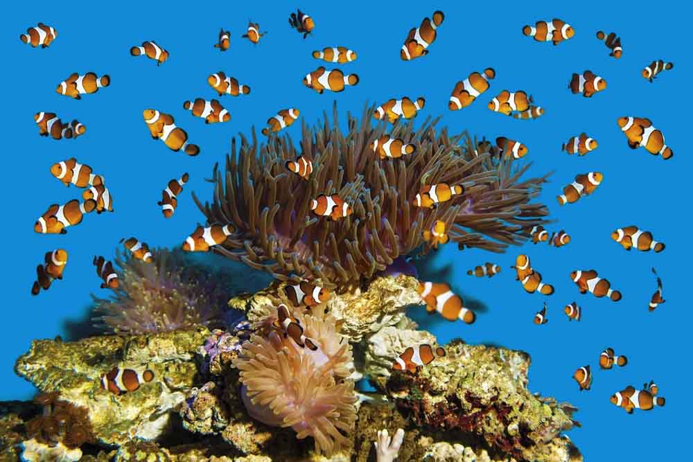 巴塞罗那水族馆门票 - Image 10 of 11