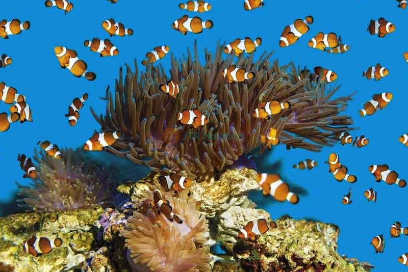 Aquarium Barcelona Ticket Explore Europe’s Largest Underwater World - JTR Holidays - Image 10 of 11