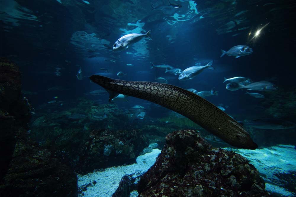 巴塞罗那水族馆门票 - Image 11 of 11