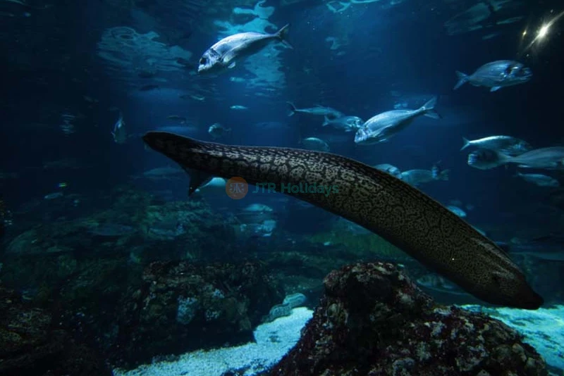 Aquarium Barcelona Ticket Explore Europe’s Largest Underwater World - JTR Holidays - Image 11 of 11