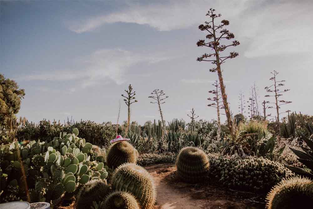 仙人掌乡村花园 - 澳大利亚 - Image 1 of 10