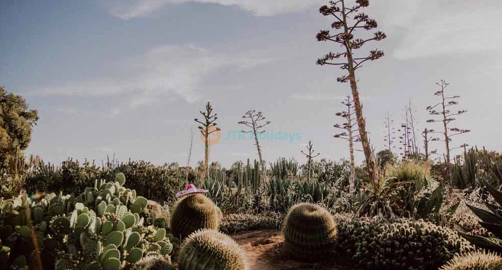 Cactus Country Garden - Australia - Image 1 of 5