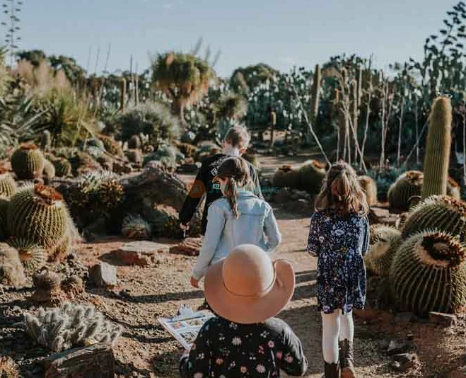 Cactus Country Garden - Australia - Image 2 of 5