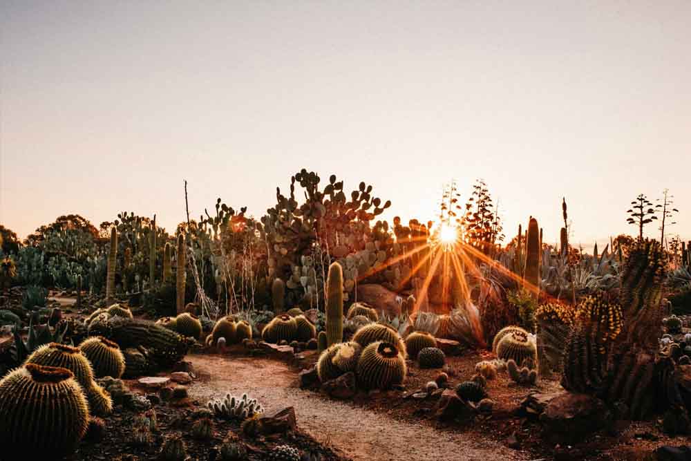 仙人掌乡村花园 - 澳大利亚 - 图片 3 的 5