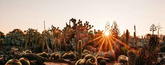 Cactus Country Australia - Unique Desert Oasis Experience in Victoria - JTR Holidays