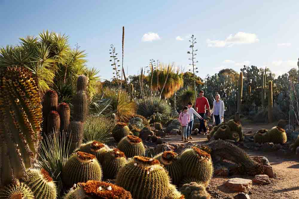Jardin Pays des Cactus - Australie - Image 5 sur 5