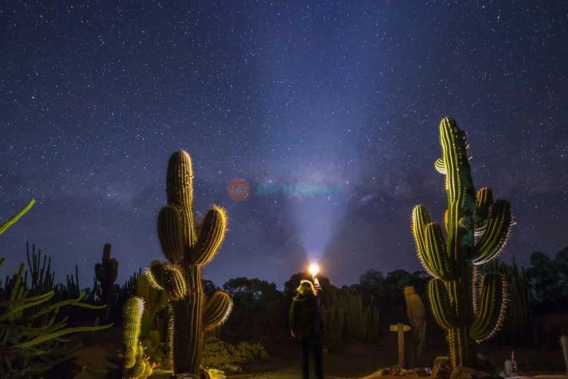 Cactus Country Garden - Australia - Image 6 of 10