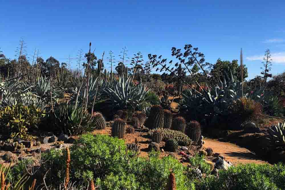 仙人掌乡村花园 - 澳大利亚 - Image 8 of 10
