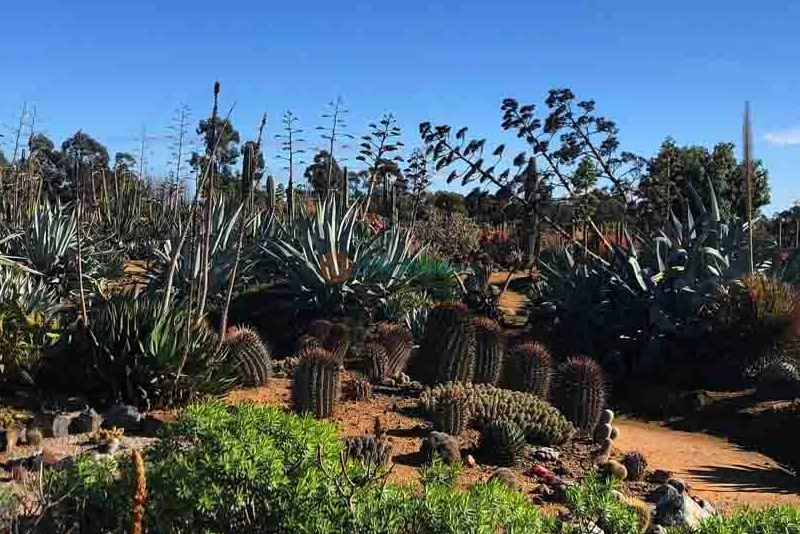 Cactus Country Australia - Unique Desert Oasis Experience in Victoria - JTR Holidays