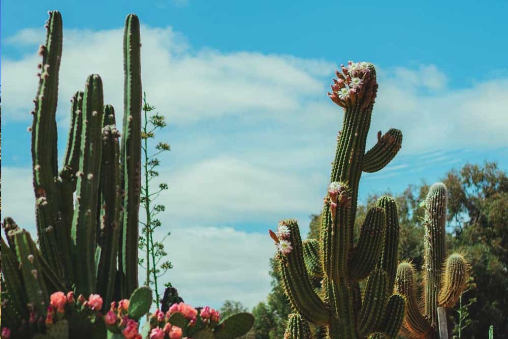 仙人掌乡村花园 - 澳大利亚 - Image 9 of 10