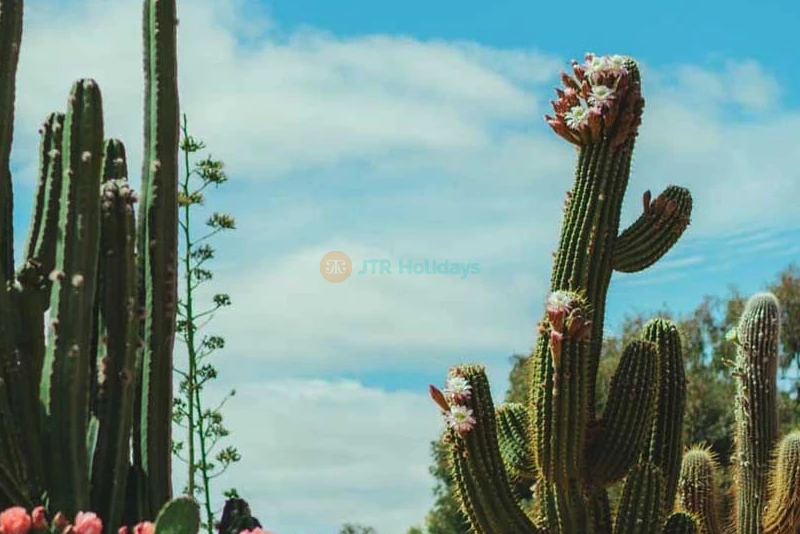 Cactus Country Australia - Unique Desert Oasis Experience in Victoria - JTR Holidays