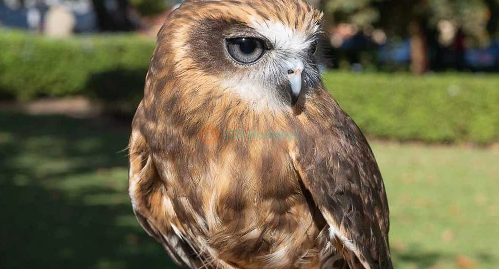 Ranger Red's Zoo Tickets - All-Day Entry to Wildlife Wonders in Perth - JTR Holidays - Image 1 of 5