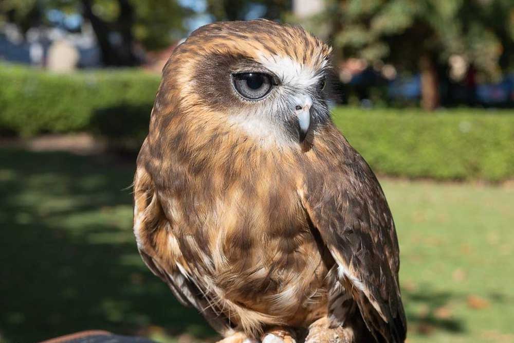 Ranger Red's Zoo & Conservation Park - Perth - Image 1 of 5