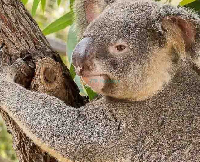 Ranger Red's Zoo Tickets - All-Day Entry to Wildlife Wonders in Perth - JTR Holidays - Image 2 of 5