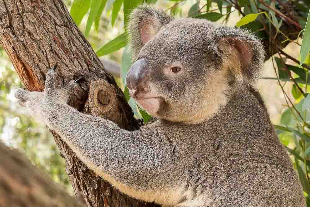 Ranger Red's Zoo & Conservation Park - Perth - Image 2 of 5
