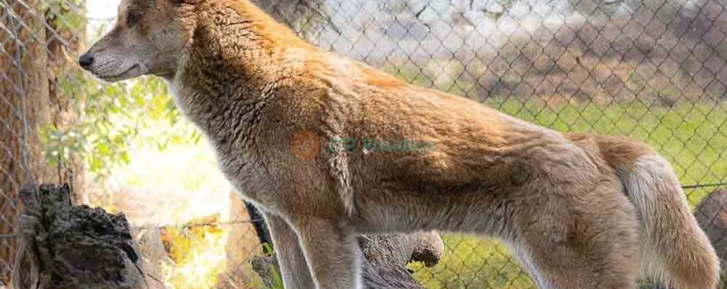 Zoo et parc de conservation Ranger Red - Perth - Image 3 sur 5