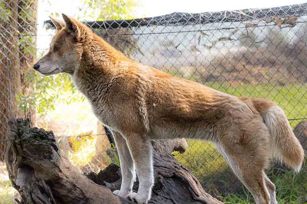 Ranger Red's Zoo & Conservation Park - Perth - Image 3 of 9