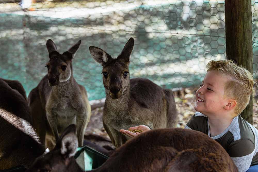 Ranger Red's Zoo & Conservation Park - Perth - Image 4 of 9