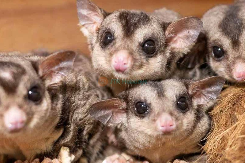 Ranger Red's Zoo Tickets - All-Day Entry to Wildlife Wonders in Perth - JTR Holidays - Image 7 of 9