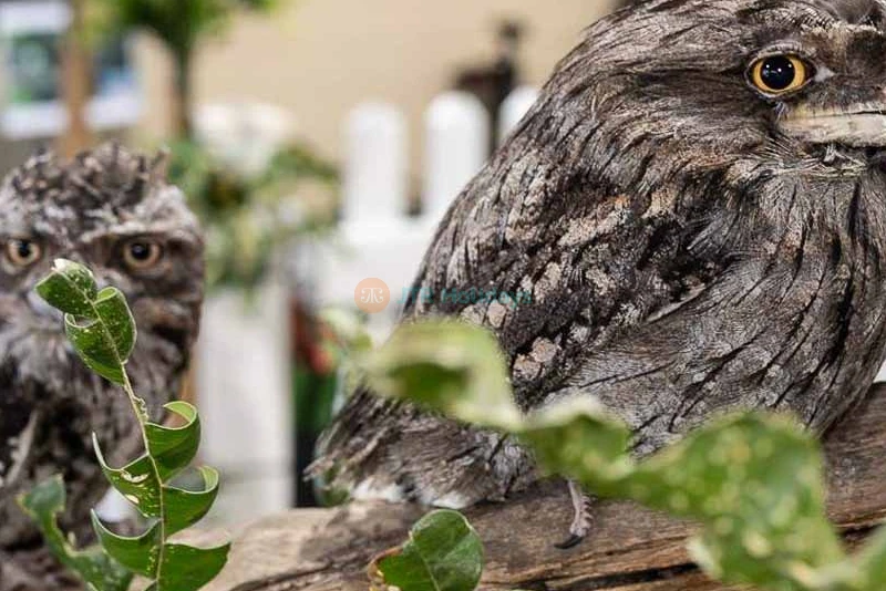 Ranger Red's Zoo Tickets - All-Day Entry to Wildlife Wonders in Perth - JTR Holidays - Image 8 of 9