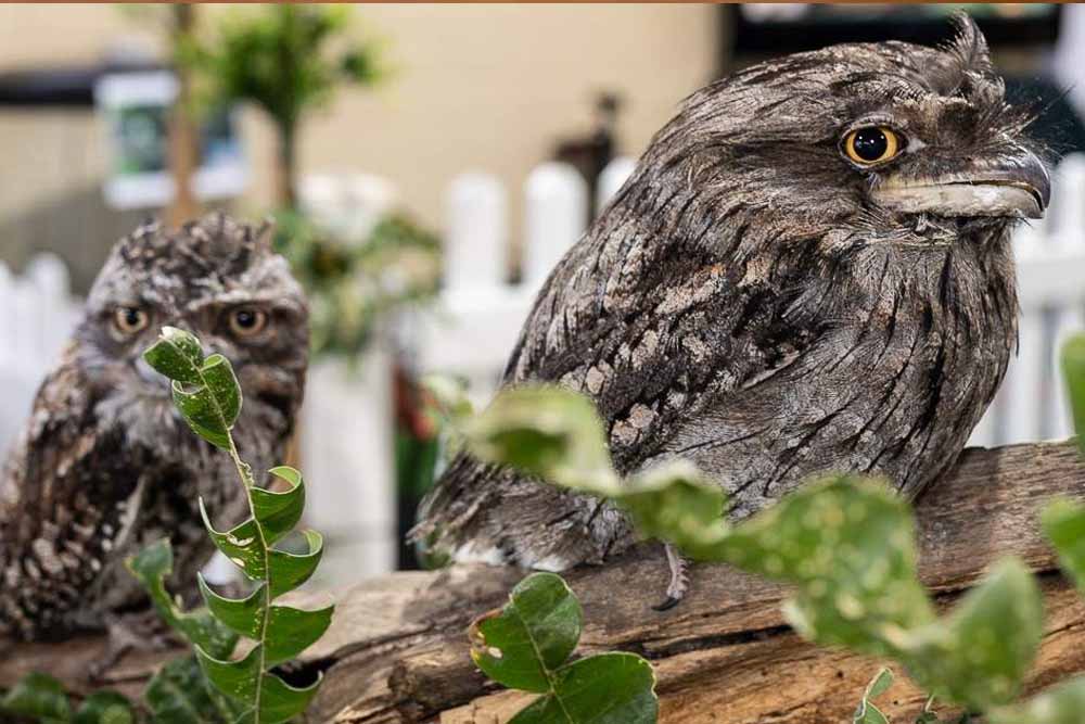 Ranger Red's Zoo & Conservation Park - Perth - Image 8 of 9