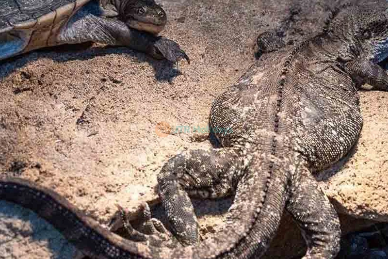 Ranger Red's Zoo Tickets - All-Day Entry to Wildlife Wonders in Perth - JTR Holidays - Image 9 of 9