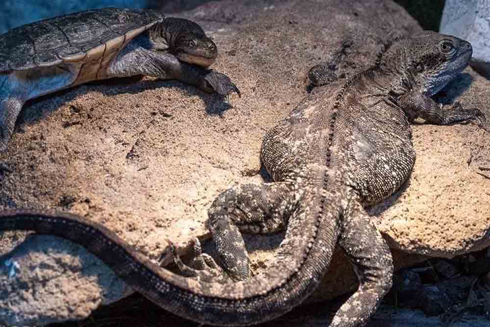 Ranger Red's Zoo & Conservation Park - Perth - Image 9 of 9