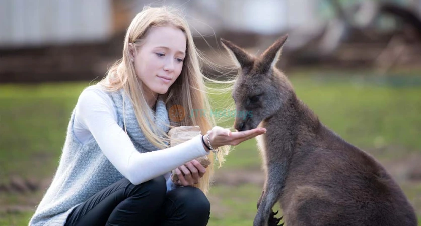 Bonorong Wildlife Sanctuary Tickets | Family-Friendly Wildlife Experience Near Hobart - JTR Holidays