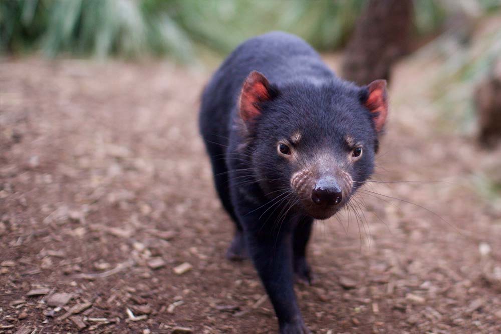 Bonorong Wildlife Sanctuary - Australia - Visit Bonorong Wildlife Sanctuary, just 30 minutes from Hobart, for a unique wildlife experience. Encounter Tasmanian devils, wombats, koalas, and more at this conservation-focused sanctuary. Explore with general admission, or upgrade for exclusive tours like the Night Tour or Premium Feeding Frenzy. Perfect for families, Bonorong Wildlife Sanctuary offers unforgettable animal encounters in a beautiful natural setting. Bonorong Wildlife Sanctuary - Australia - Image 2 of 5
