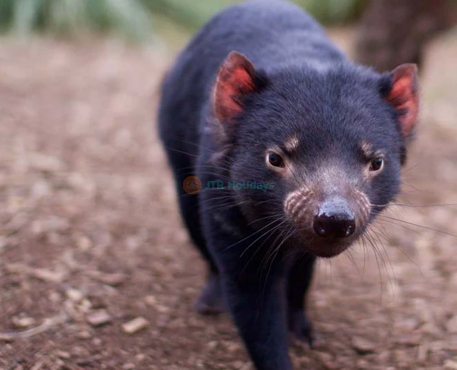 Santuario de Vida Silvestre Bonorong - Australia - Image 2 of 8