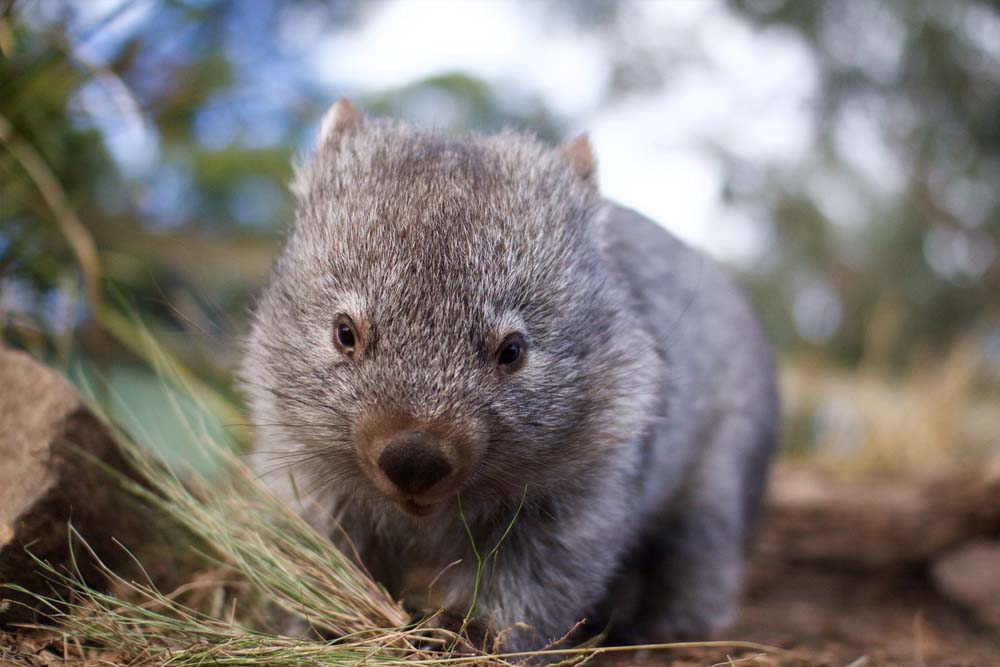 Bonorong Wildlife Sanctuary - Australia - Visit Bonorong Wildlife Sanctuary, just 30 minutes from Hobart, for a unique wildlife experience. Encounter Tasmanian devils, wombats, koalas, and more at this conservation-focused sanctuary. Explore with general admission, or upgrade for exclusive tours like the Night Tour or Premium Feeding Frenzy. Perfect for families, Bonorong Wildlife Sanctuary offers unforgettable animal encounters in a beautiful natural setting. Bonorong Wildlife Sanctuary - Australia - Image 3 of 5