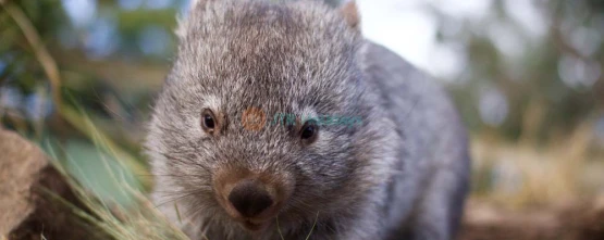 Bonorong Wildlife Sanctuary Tickets | Family-Friendly Wildlife Experience Near Hobart - JTR Holidays