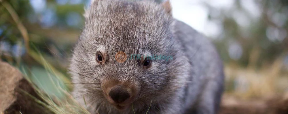 Santuario de Vida Silvestre Bonorong - Australia - Imagen 3 de 5