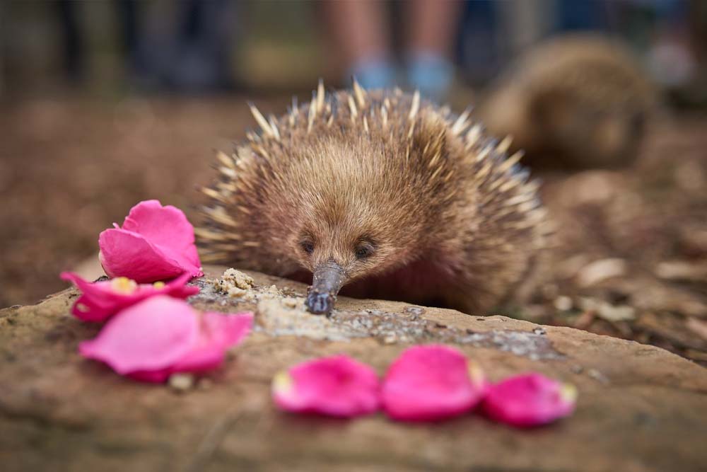 Bonorong Wildlife Sanctuary - Australia - Image 4 of 5