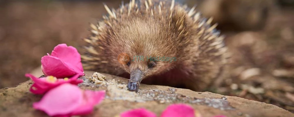 Santuario de Vida Silvestre Bonorong - Australia - Image 4 of 8