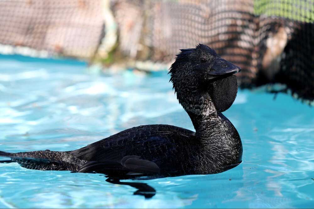 Bonorong Wildlife Sanctuary - Australia - Image 5 of 8
