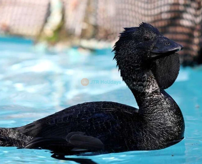 Santuario de Vida Silvestre Bonorong - Australia - Image 5 of 8