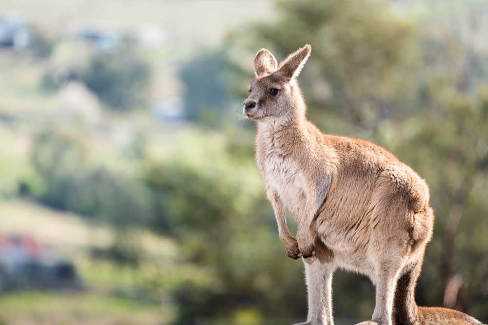 Bonorong Wildlife Sanctuary - Australia - Image 6 of 8