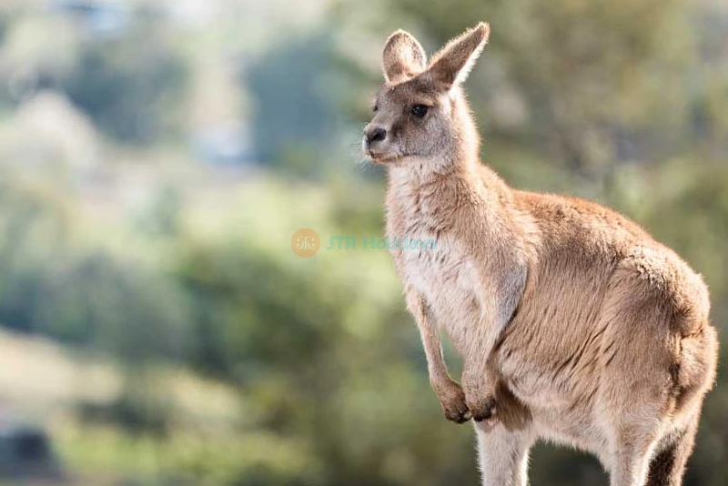 Bonorong Wildlife Sanctuary - Australia - Image 6 of 8