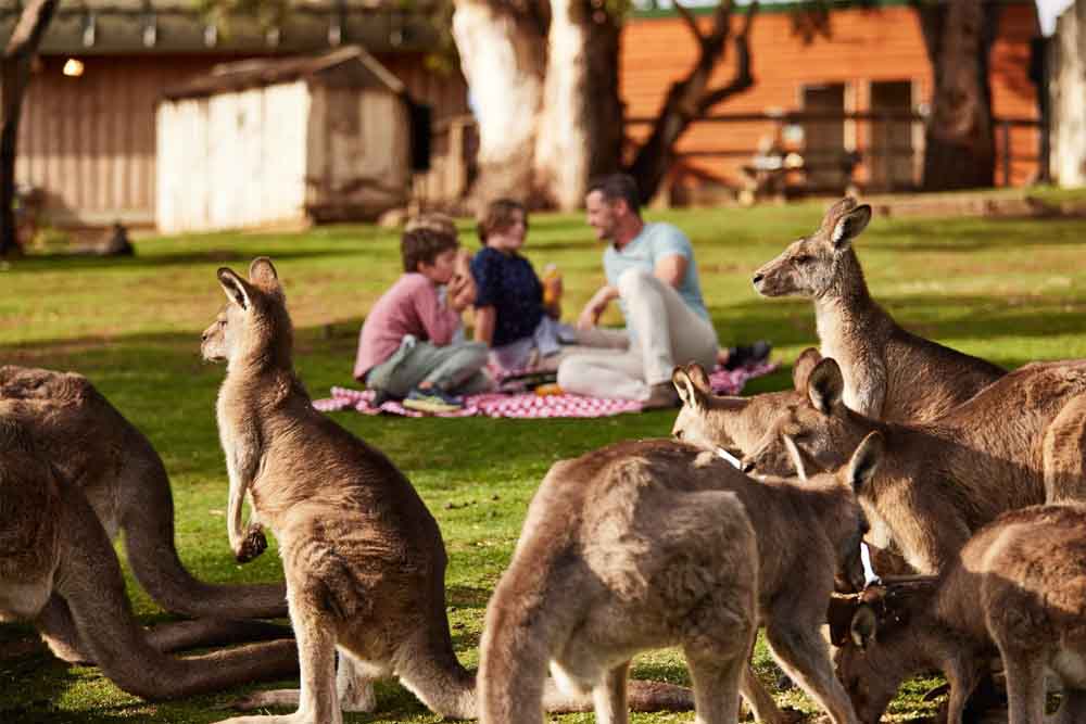 Bonorong Wildlife Sanctuary - Australia - Image 7 of 8